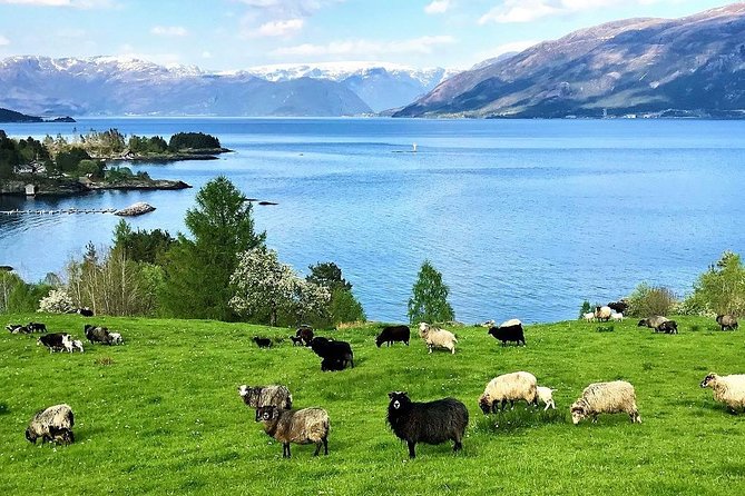 Viking Islands from Alesund: 5-Hour Private Group Tour - Borgund, Viking-era trade, and Sunnmøre’s early town