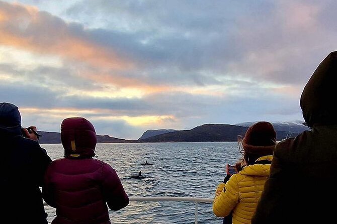Whale Safari in Tromso - Key points to know before booking