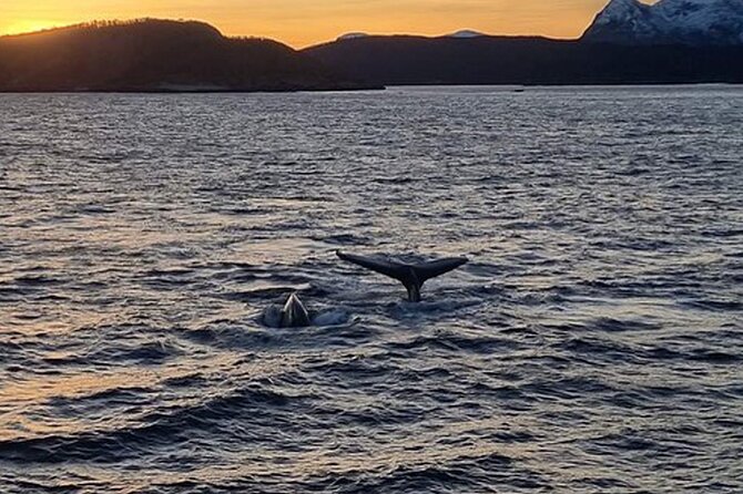 Whale Safari in Tromso - Humpbacks, fin whales, and other wildlife
