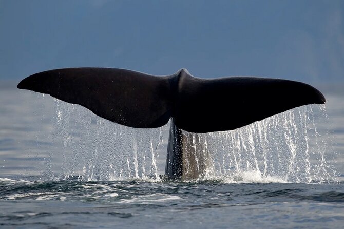 Whale Safari in Tromso - What the crew does well, and where service can vary