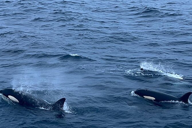 Whale Safari in Tromso - Is $182 a fair price?