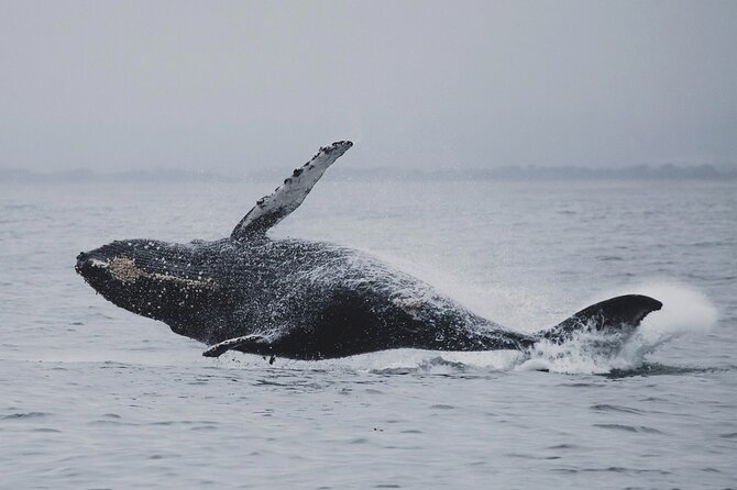Whale Safari in Tromso - Who will enjoy this whale safari?