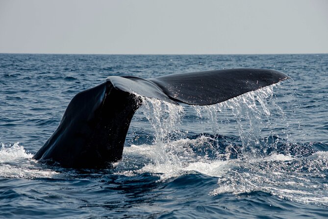 Whale safari with Puffins and Muffins (Andøy, Vesterålen) - Key points to know before you book