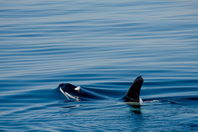 Whale safari with Puffins and Muffins (Andøy, Vesterålen) - Summer light under the midnight sun