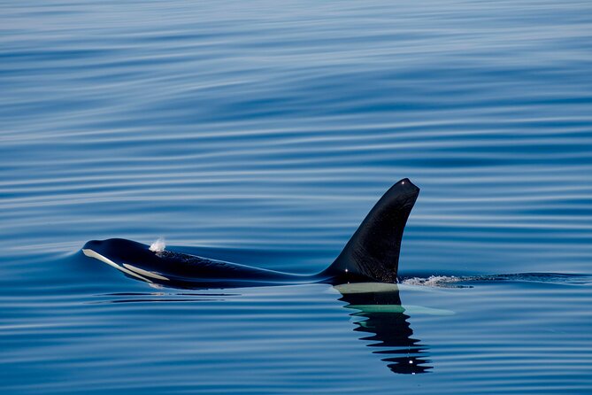 Whale safari with Puffins and Muffins (Andøy, Vesterålen) - What the $205.13 price really buys