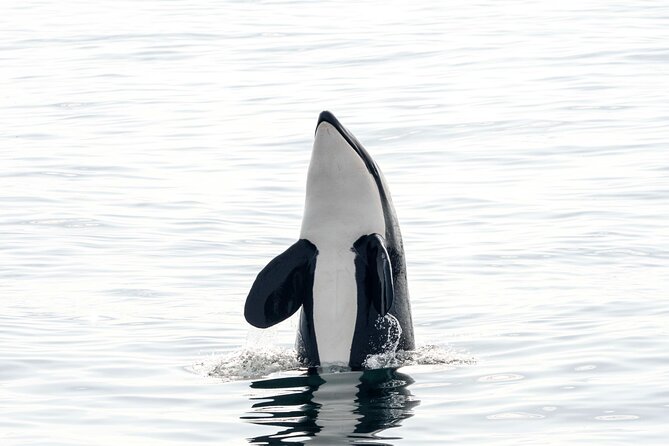 Whale safari with Puffins and Muffins (Andøy, Vesterålen) - Fitness, weight limits, and weather concerns
