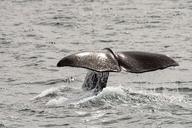 Whale safari with Puffins and Muffins (Andøy, Vesterålen) - Who will enjoy this Bleik safari most