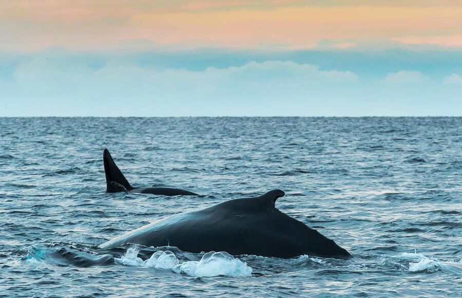 Whale Watching RIB Safari at Skjervøy - Key points to know before booking
