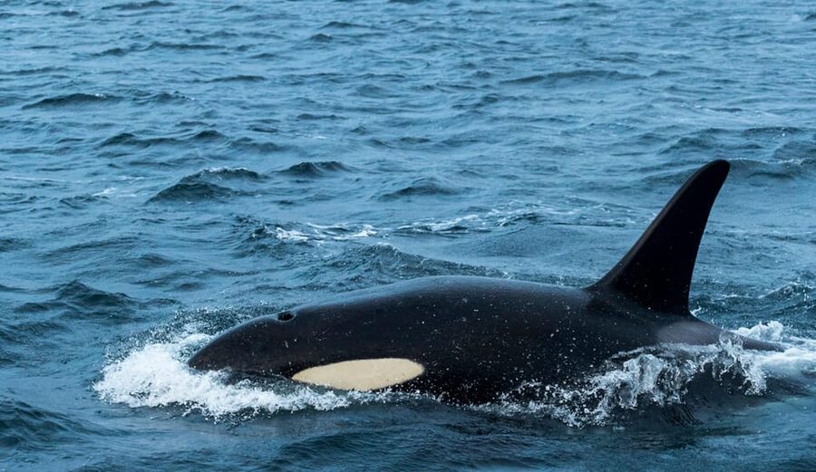 Whale Watching RIB Safari at Skjervøy - Why Skjervøy is worth the early start