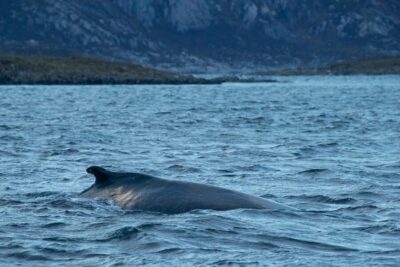 Whale Watching RIB Safari at Skjervøy