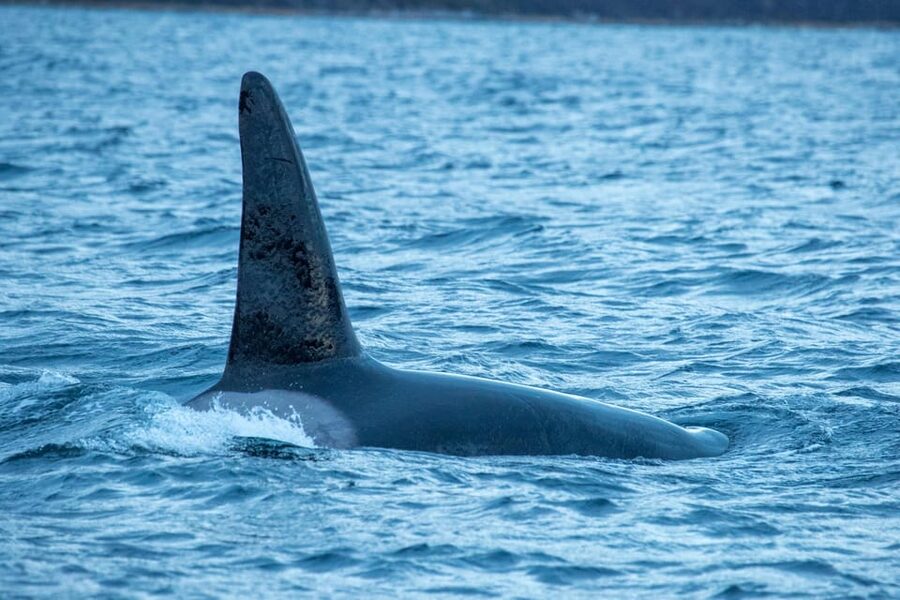 Whale Watching RIB Safari at Skjervøy - The real value of the $251 price