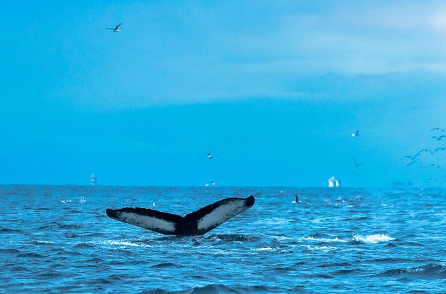 Whale Watching RIB Safari at Skjervøy - Practical tips for a better day