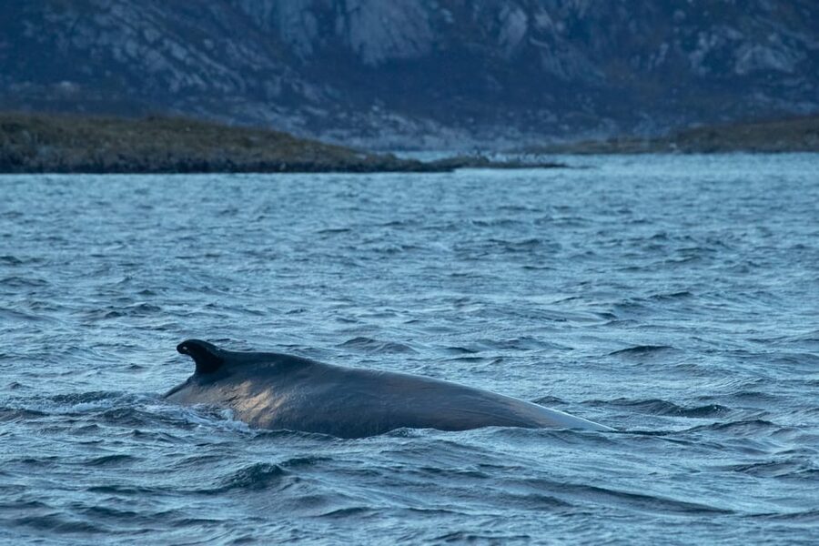 Whale Watching RIB Safari at Skjervøy - Two ways to reach the RIB safari