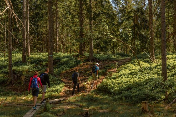 Wildlife Forest Hike - The Skjennungen trail mixes shade and effort