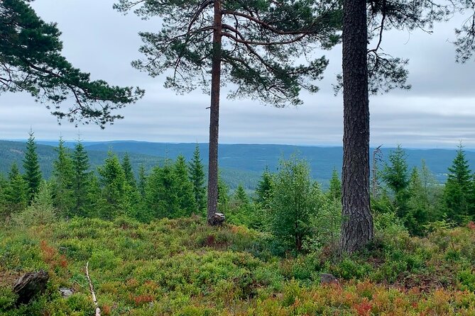 Wildlife Forest Hike - Pack for a real forest hike