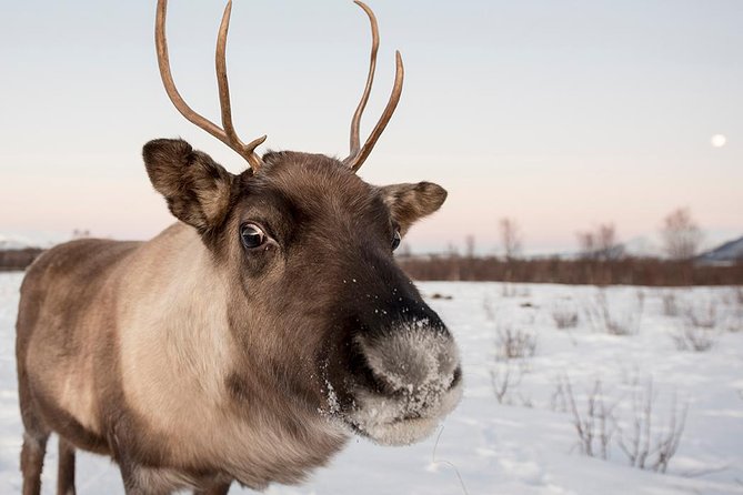 Winter Fjord Road Trip with Wandering Owl - Ersfjordbotn and the best fjord views